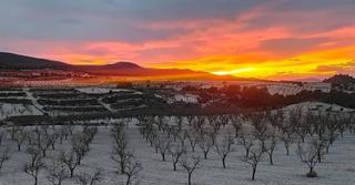 Mas à Jumilla