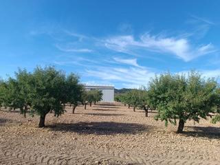 Residential Plot in Yecla