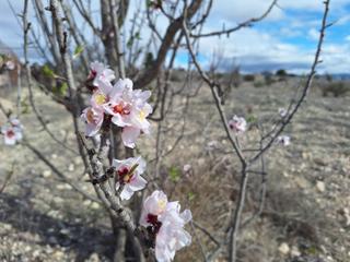 Residential Plot in Salinas