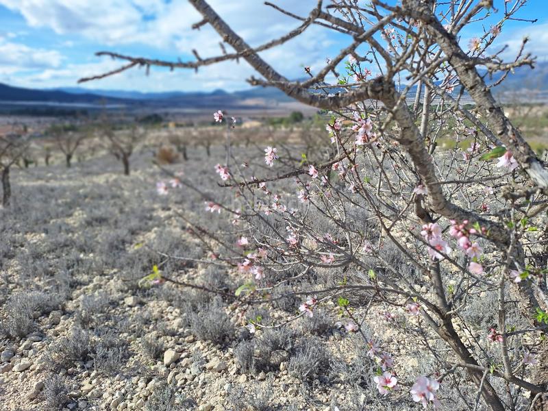 Foto 5ceb60a4-87a1-4d2f-a934-c80740818057. Wohngrundstück in Salinas
