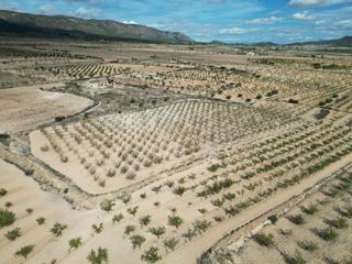 Terreno residencial en Pinoso