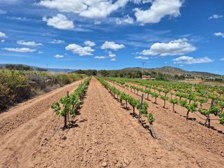 Residential Plot in Pinoso