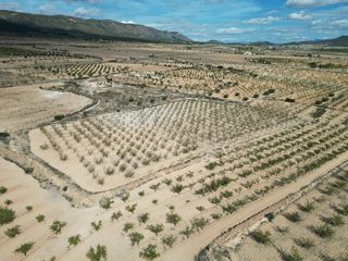 Terreno residenziale in Pinoso