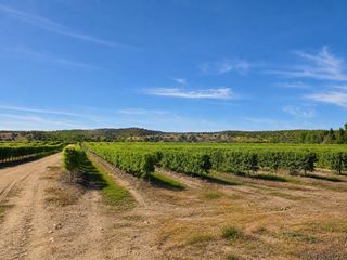 Finca rústica en Carretera carretera galisteo. Finca de almendros en plena producción  100 hectáreas en torrejó