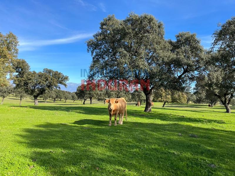 Foto dcfda6eb-1235-47de-ac69-6eec7bcbedc4. Casa a Casatejada