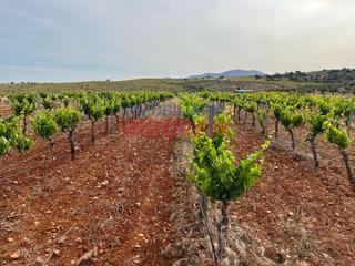 Masia a Villar del Pedroso. Viñedo en plena producción