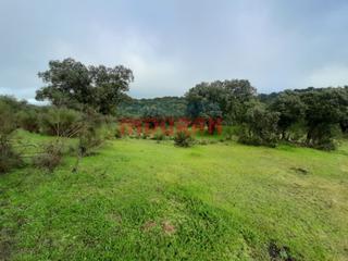 Terreny residencial a Millanes. Parcela con encinas situada a 200 m de la carretera en el términ