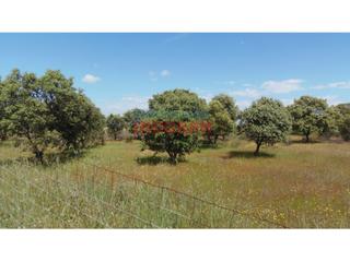 Masia a Peraleda de la Mata. Finca de 3,3 ha con encinas, ideal para pastos, parcialmente cer