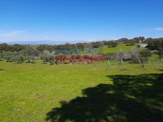 Masia a Belvís de Monroy. Parcela agrícola olivar situada a 200 m del municipio de casas d