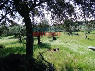 Masia a Belvís de Monroy. Finca agrícola olivar con encinas cáceres