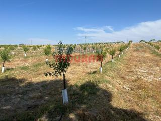 Masia a Belvís de Monroy. Finca de regadío con almendros en saucedilla