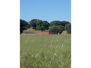 Casa a Alcolea de Tajo. Finca ganadera de 6,3 ha poblada de encinas centenarias, tiene v