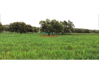 Masia a Hornachos. Finca rústica de 328 ha en provincia de badajoz