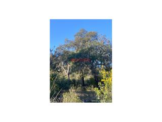 Mas à Estación Arroyo Malpartida. Finca de 67 ha de alcornoques en aliseda cáceres