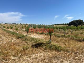 Mas à Galisteo. Finca de 20 has de regadío en galisteo