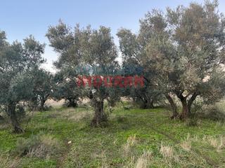 Masia  N/a. Finca rústica en urbanización las viñas, saucedilla.
