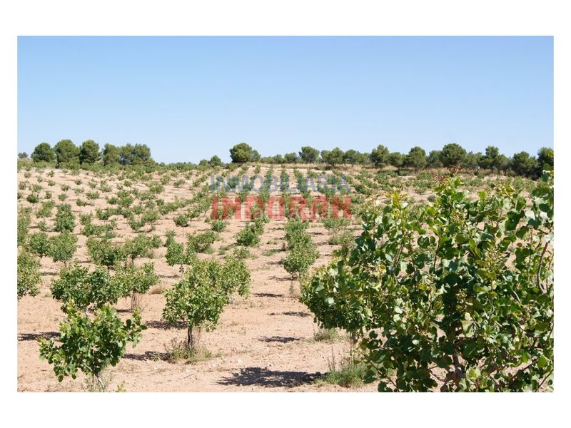 Foto 2b9fef52-c565-4778-a5bc-c876a3214b55. Masia a Belvís de Monroy