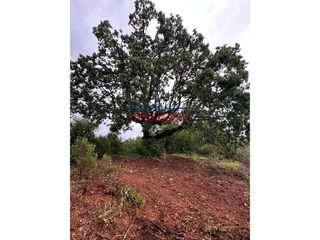 Masia  Poligono 38 paraje 193 las olivas. Venta de finca rústica y forestal en villar del pedroso naturale