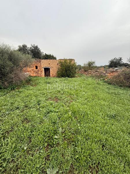 Foto f2fd9858-7235-44b1-8cd1-63bace771299. Landgut in Sineu