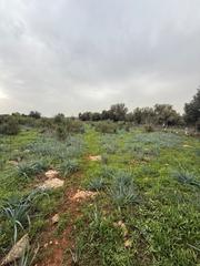 Finca rústica a Sineu. Terreno agrícola
