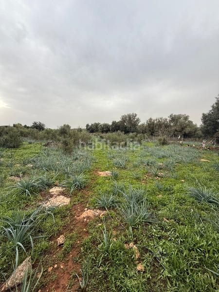 Foto 17110542-b48c-4741-87b3-b526f33918e2. Propriété dans Sineu