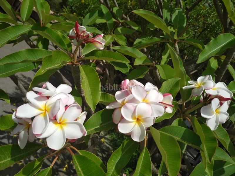 Foto 3e25326a-8ac8-4d06-bef8-aab83bbb6c0d. Casa 507 Canuta la novia del sol en Canuta Calp