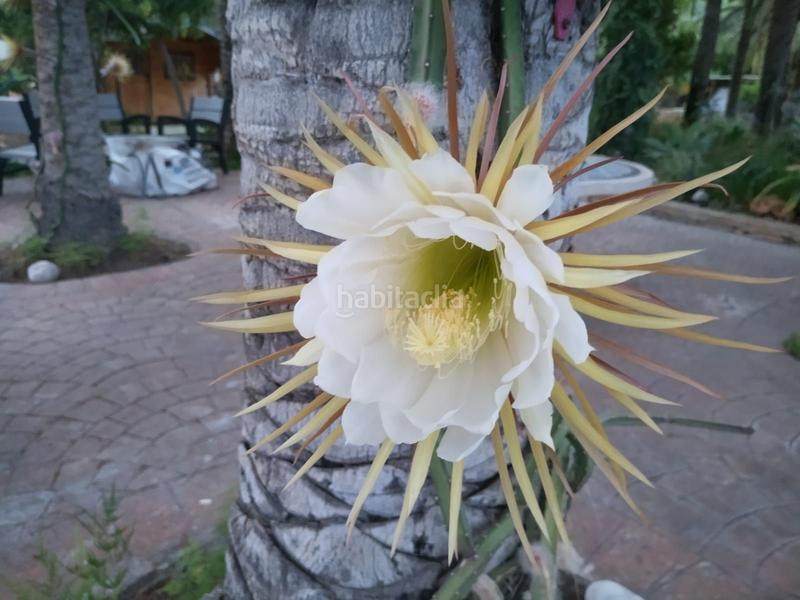 Foto 76f55cc6-40e6-4ef3-a6aa-ef680c4f7773. Casa 507 Canuta la novia del sol en Canuta Calp