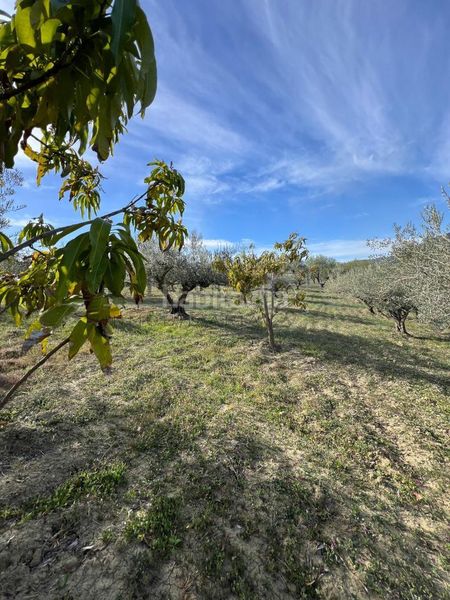Foto 43bfddaa-7a98-4f15-b9e9-ae798e837e8d. Finca rústica a Guaro