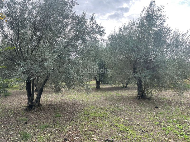 Foto 1ed92a22-af4f-44f3-b881-535fc63b6cf6. Masia a Almodóvar del Río