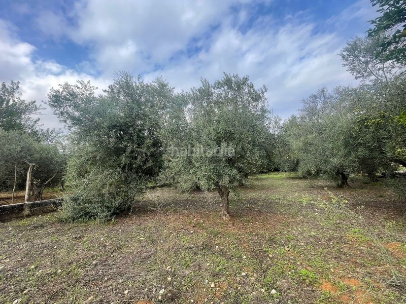 Foto 9e053268-875c-4c4a-85db-482d16533db0. Masia a Almodóvar del Río