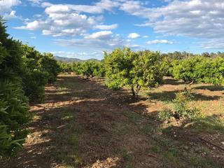 Finca rústica a Segorbe. Finca rústica en produción esn segorbe