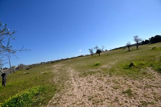 Propriété à Partida pedrisa polígono 25 137. Fincas rústicas en venta en zona les pedrisses de l´alcora