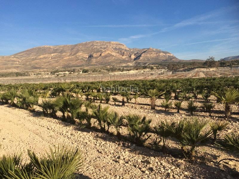 Foto 60aab804-306a-46f6-a39e-c734800dedb1. Fondo rustico in Agost