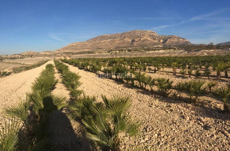 Foto a8d9a132-6faf-4860-aa4a-f08f65d7f78b. Fondo rustico in Agost