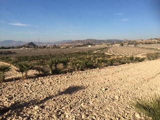 Propriété  Carretera novelda. Finca rústica con cultivo palmeras enanas agost