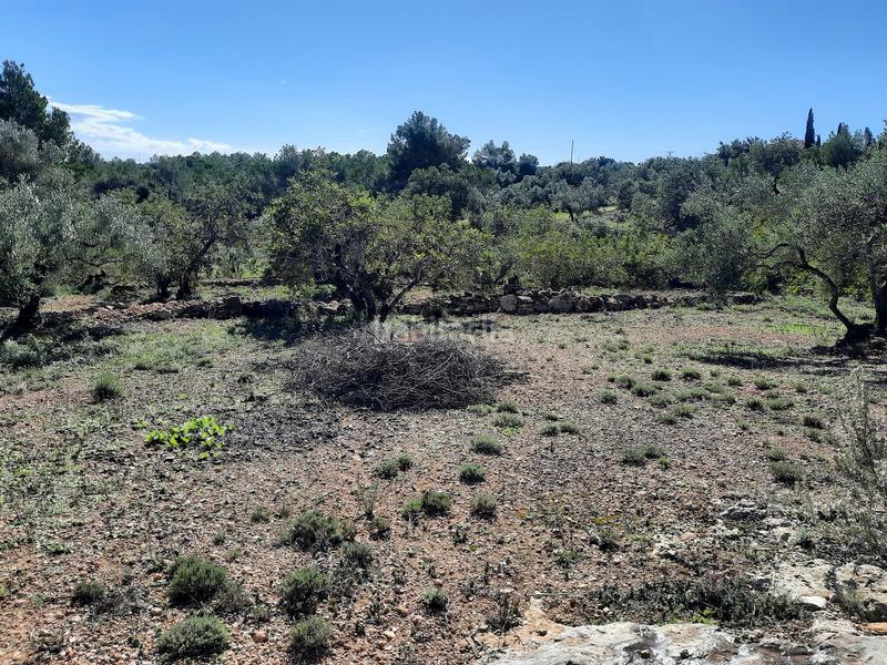 Foto 04bad0a4-bc45-40a0-809f-97e31b58eaaf. Fondo rustico in Roques Daurades-L´Estany Ametlla de Mar (L´)