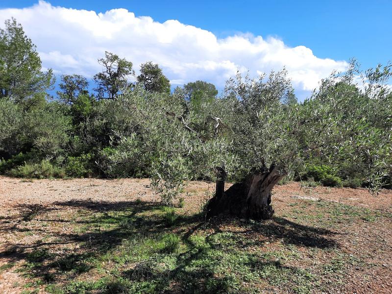 Foto dd23cd91-1b9d-4e5d-95ba-073cc5cb7383. Fondo rustico in Roques Daurades-L´Estany Ametlla de Mar (L´)