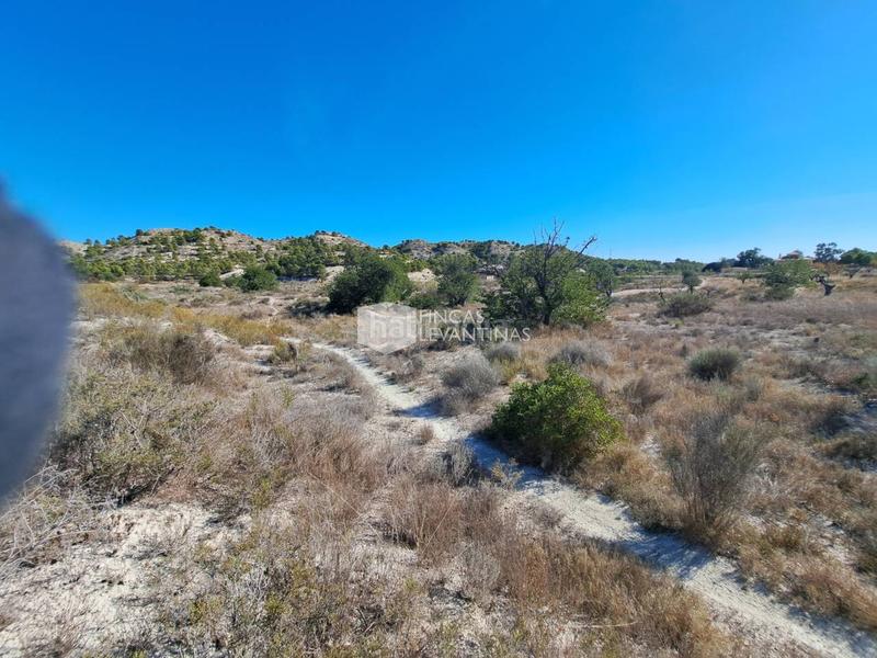 Foto 4343a859-0fd5-4c08-89bd-d530db6c087c. Terreno residencial parcela en venta moralet en Cañada del Fenollar Alicante