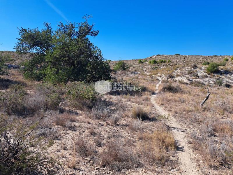 Foto fb7f8def-76ce-4c34-b14a-afd5b12de4d1. Terreno residencial parcela en venta moralet en Cañada del Fenollar Alicante