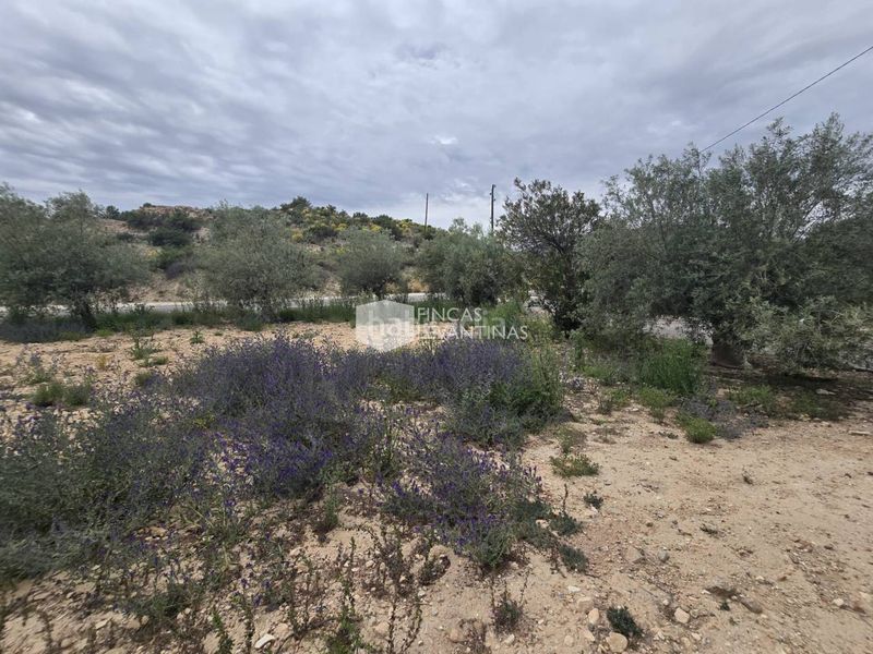 Foto 24ae2051-626b-4ffd-964a-77de65e7bee3. Casa amb aparcament piscina a Monforte del Cid