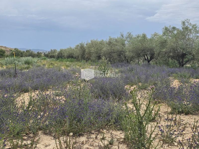 Foto 25437f1f-af1a-4c1b-8f98-43906805256d. Casa amb aparcament piscina a Monforte del Cid