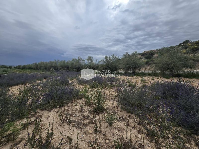 Foto 5760c492-1018-4a4d-95a9-793bb971eaa4. Casa amb aparcament piscina a Monforte del Cid