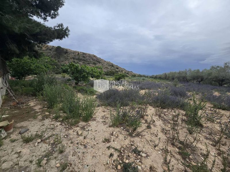 Foto f7226051-3c02-4a1c-9657-297f0ff3fd11. Casa amb aparcament piscina a Monforte del Cid