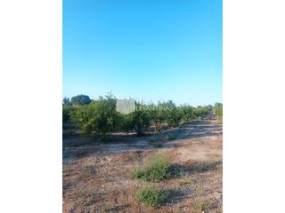 Fondo rustico in La Foia - Daimés - Asprella. Venta de  magnifica finca de granados en producción