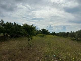 Propriété à Cabanes. Almendros, caseta, luz y agua