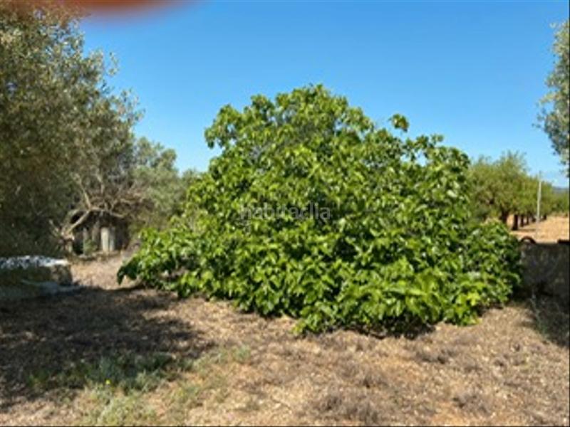 Foto d6c38215-075e-4f9f-a988-f53fbfc36f24. Finca rústica masía con olivos en producción en Benlloc