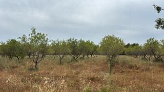 Finca rústica a Traiguera. Olivos en producción y caseta de 35mts