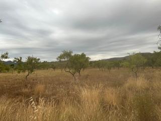 Propriété à Cabanes. Partida la senia, cerca del pueblo