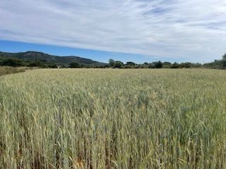 Finca rústica a Cabanes