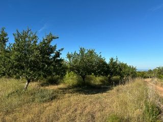 Fondo rustico in Cabanes. Parcela con almendros y vistas al mar